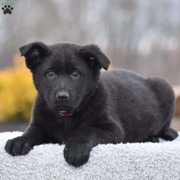 Helen, German Shepherd Puppy